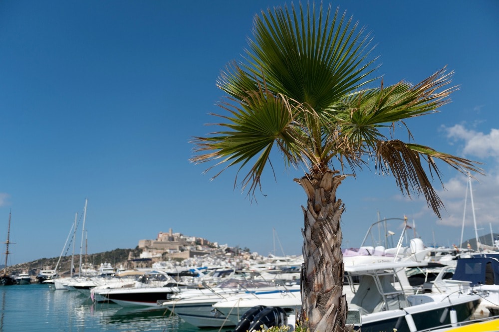 marina botafoch palm tree yachts ibiza