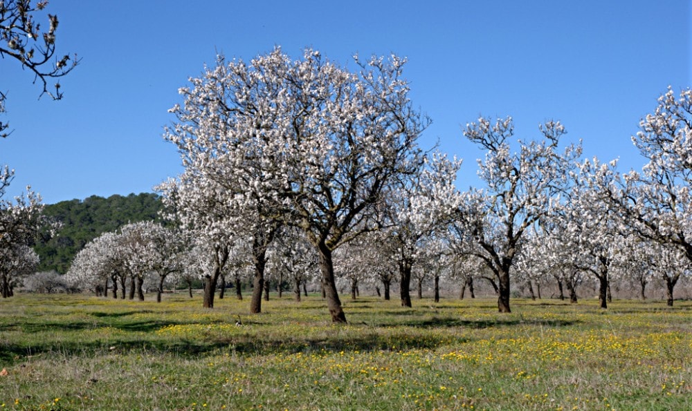 santa-agnes-de-corona-almond-trees-ibiza-min