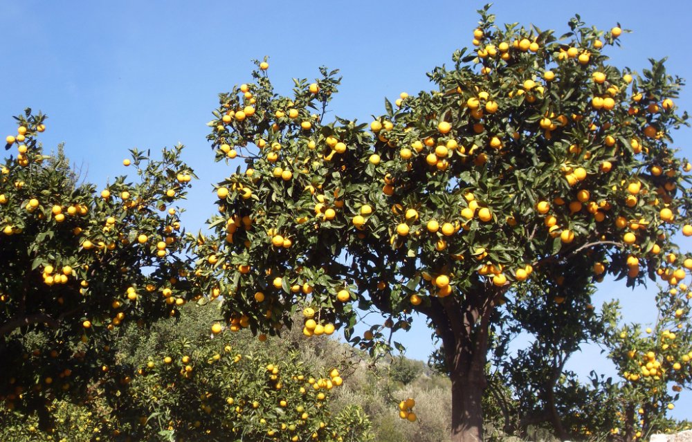 fornalutx citrus trees soller mallorca