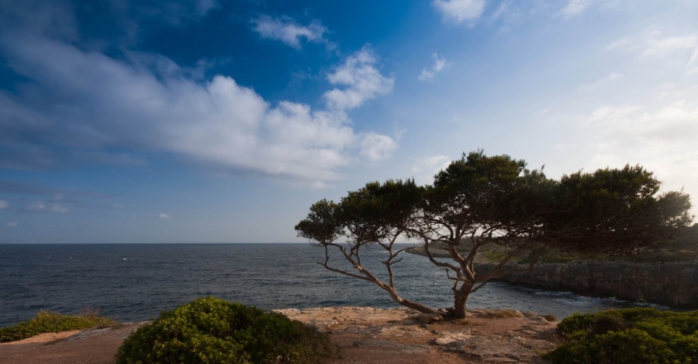 Cala Pi property market is surrounded by natural beauty.