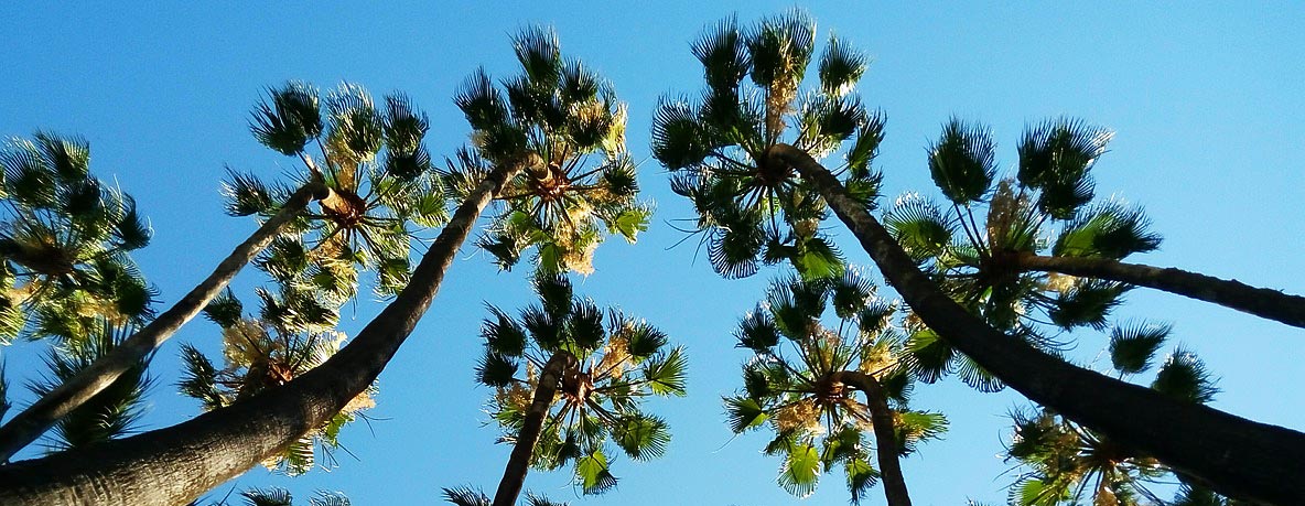 Palms and blue sky are typical when you own Cancelada property.