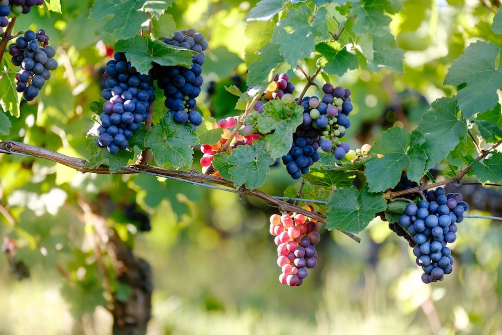 Cultivo de uvas em Paredes, norte de Portugal