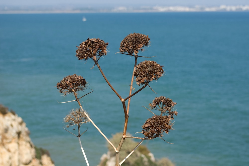 Vegetação nativa de Loulé, Algarve, Portugal