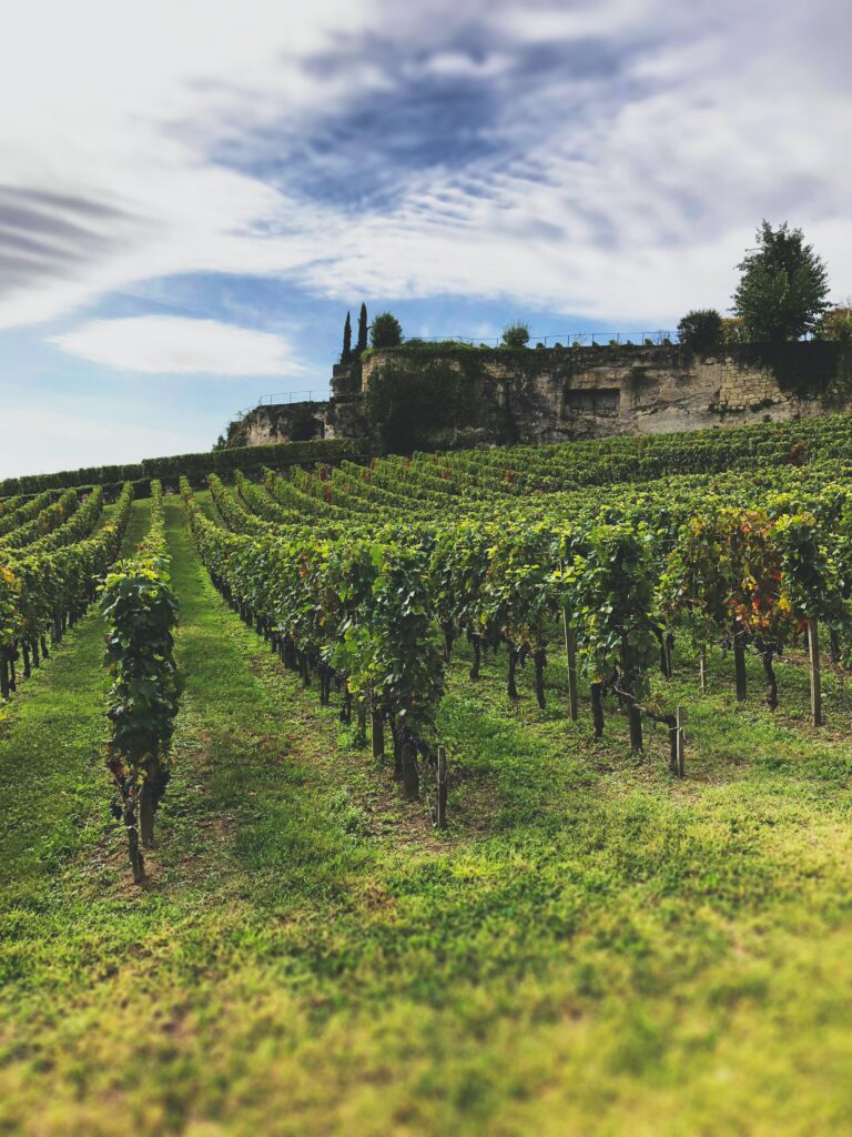 Vignoble à Saint-Émilion, France